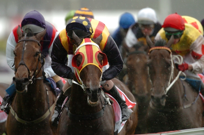 A pack of race horse charging to the line during a race meeting.